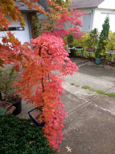 日本紅楓“流泉” 流淌于庭院中的詩畫