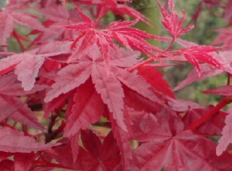 日本紅楓與美國紅楓的區別和特點 聚焦日本紅楓的東方雅韻