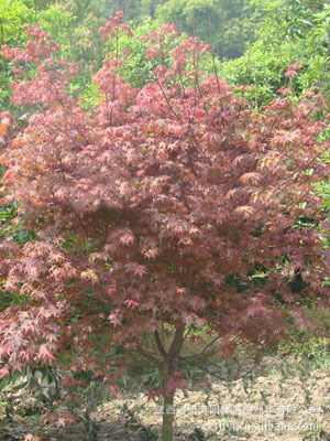 優價供應全國 江西綠化苗木日本紅楓種苗，打造優質園林景觀